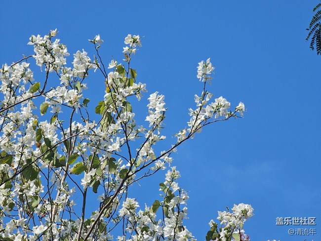 【春节符号】有花开