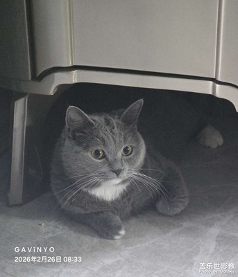 【行摄正月里】恐惧的灰宝