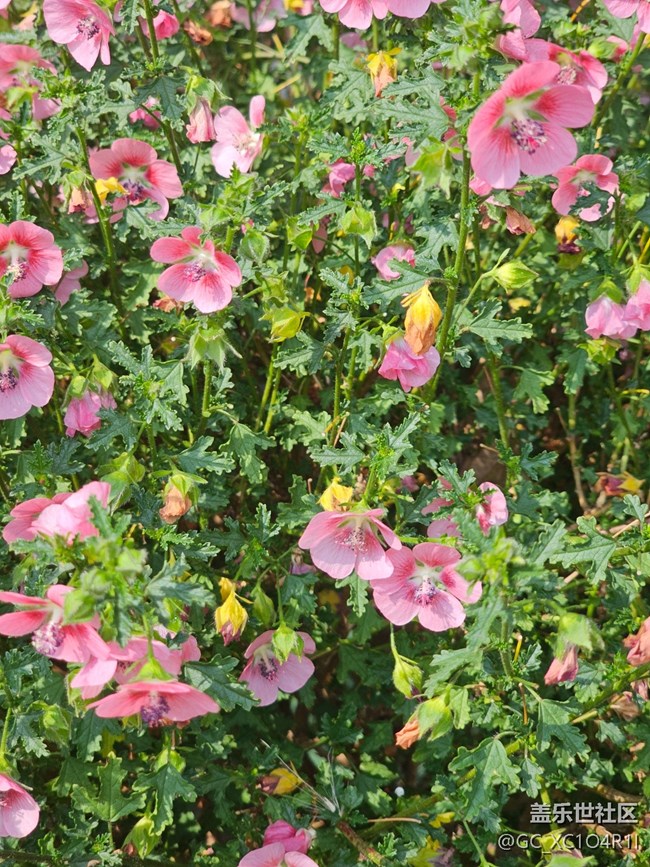【春节符号】多彩新年