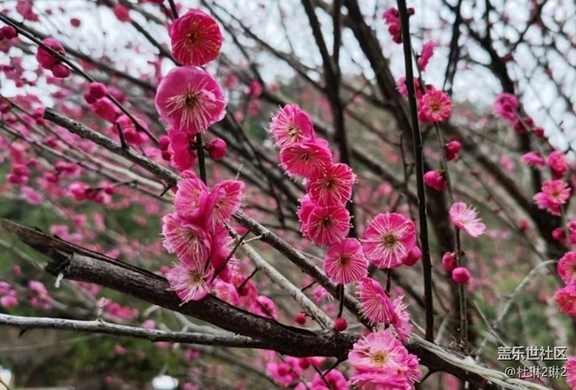 【旅途瞬间志】新春祈福