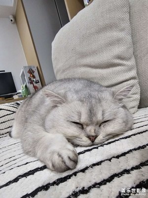 【光影一刻】和猫一起融化