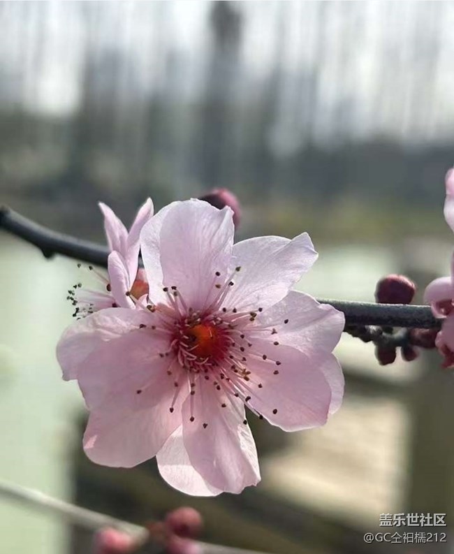 【旅途瞬间志】探春