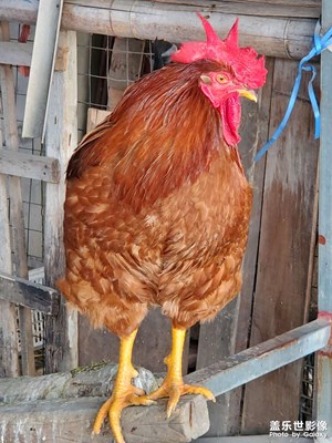 【光影一刻】+新年好