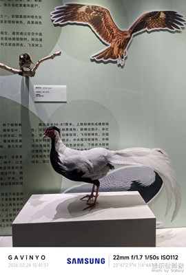 【光影一刻】手工仿真动物标本