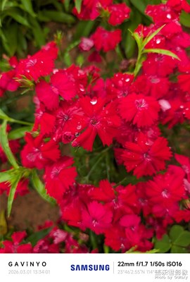 【光影一刻】春天花开红艳艳