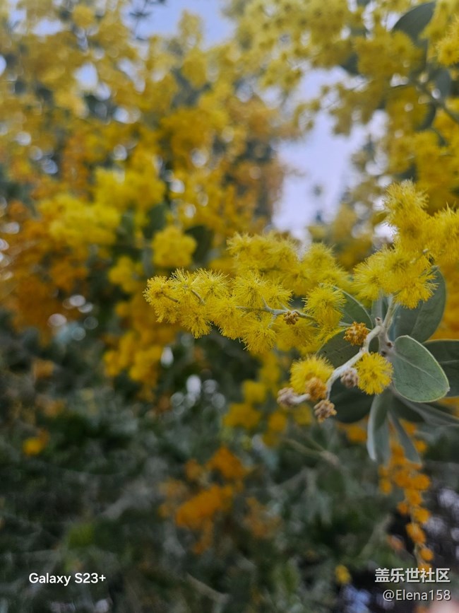 【繁花入梦】昨日黄花之今日繁华