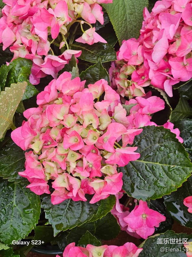 【繁花入梦】繁花如梦令