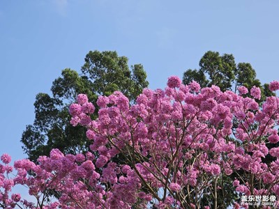 【光影一刻】紫花风铃木