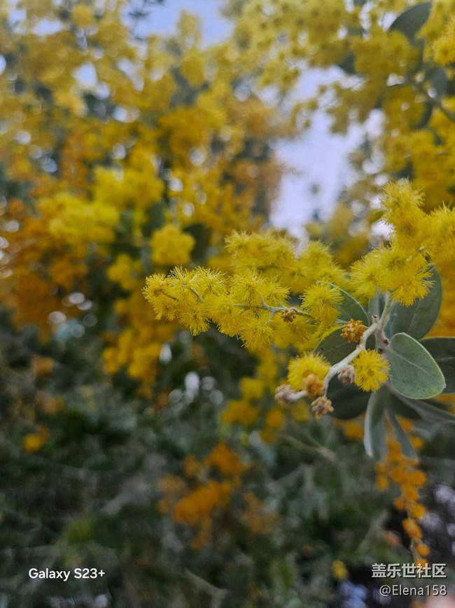 【繁花入梦】昨日黄花之今日繁华