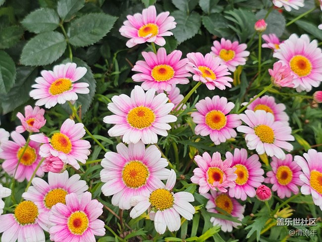 【旅途瞬间志】公园赏花