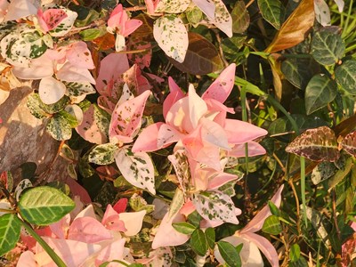 【光影一刻】清爽下午