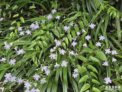 【光影一刻】层层叠叠的绿意