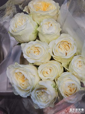 【光影一刻】逛花市