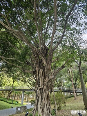 【光影一刻】游园一刻