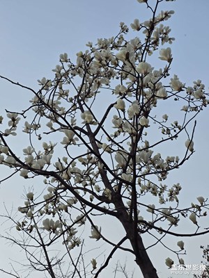 【光影一刻】花开时节