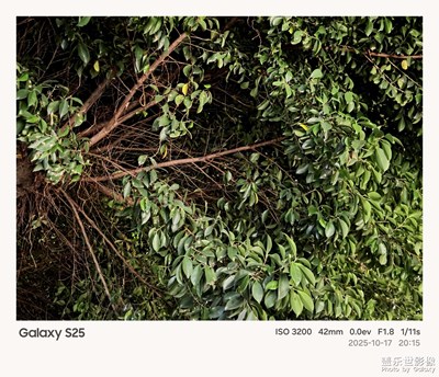 【光影一刻】细碎的光