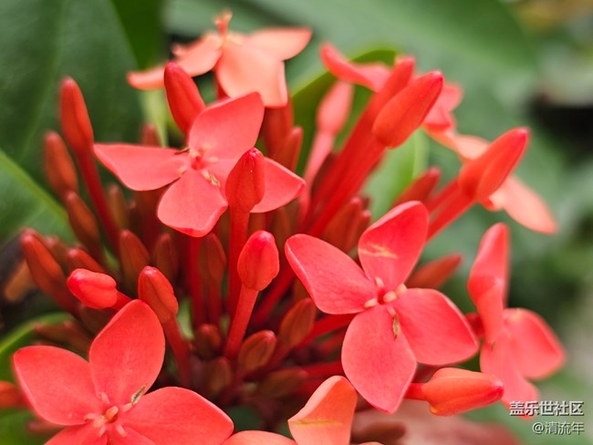 【旅途瞬间志】公园赏花