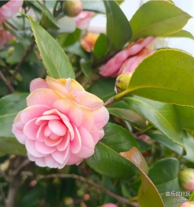 【徒步所见】花开