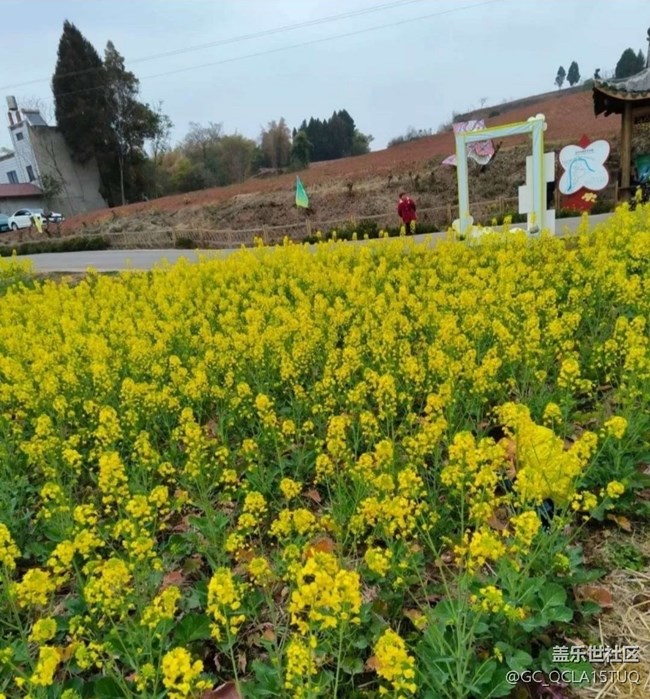 【徒步所见】满园菜花香