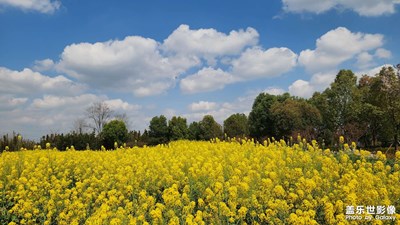 【简拍】+金牛金华寺玉兰花和油菜花的春天