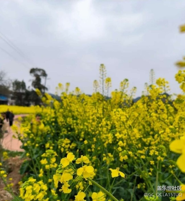 【徒步所见】满园菜花香