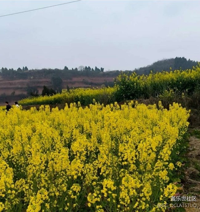【徒步所见】满园菜花香