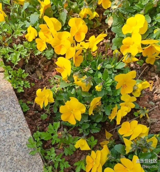 【徒步所见】花开