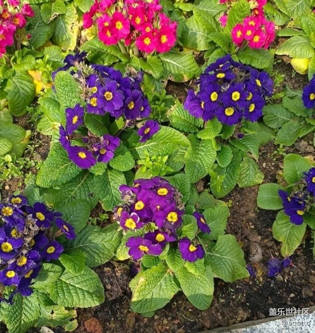 【徒步所见】花开