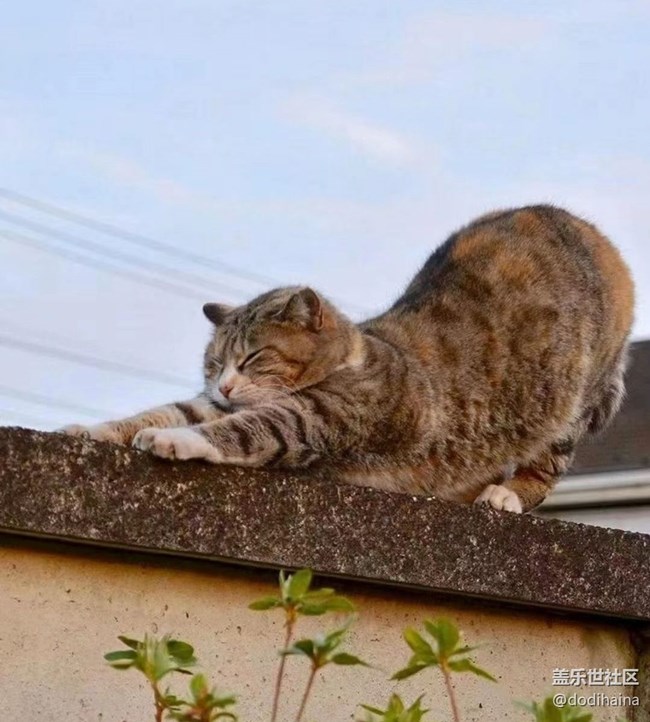 【徒步所见】慵懒的猫