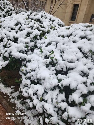 简拍 春雪