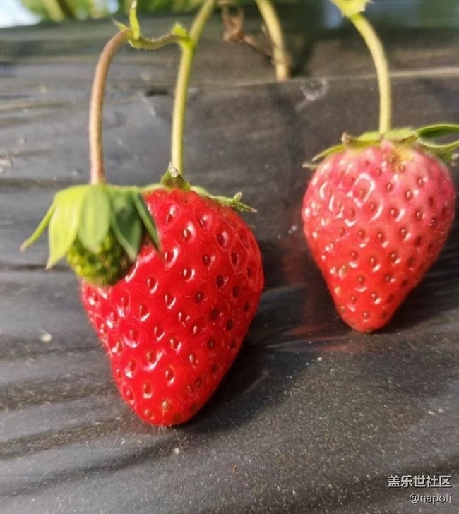 【徒步所见】草莓季