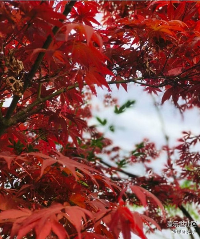 【徒步所见】赏春花