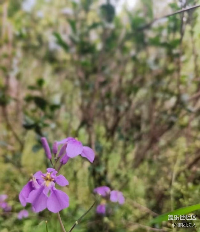 【徒步所见】赏春花