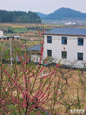 【简拍】春染桃林，赴一场心动之约