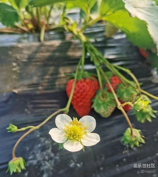【徒步所见】草莓季