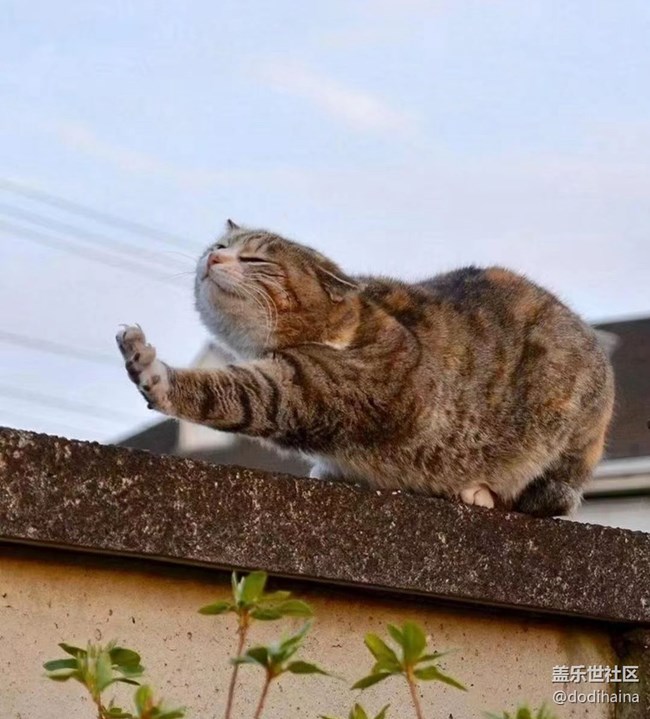 【徒步所见】慵懒的猫