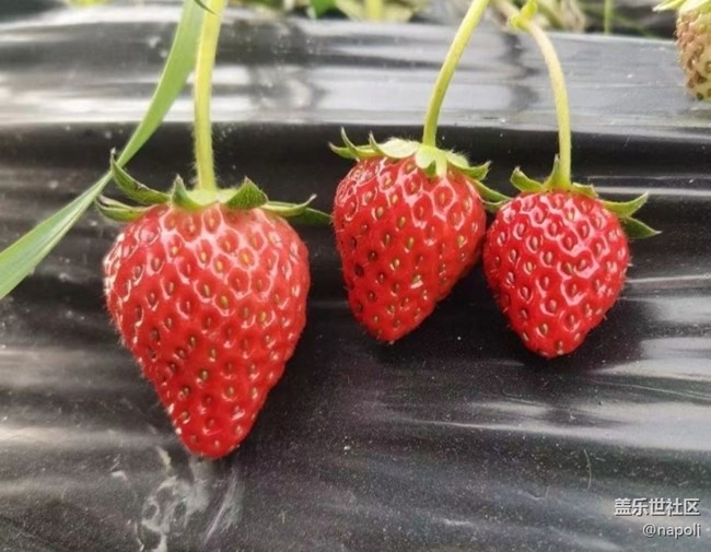 【徒步所见】草莓季