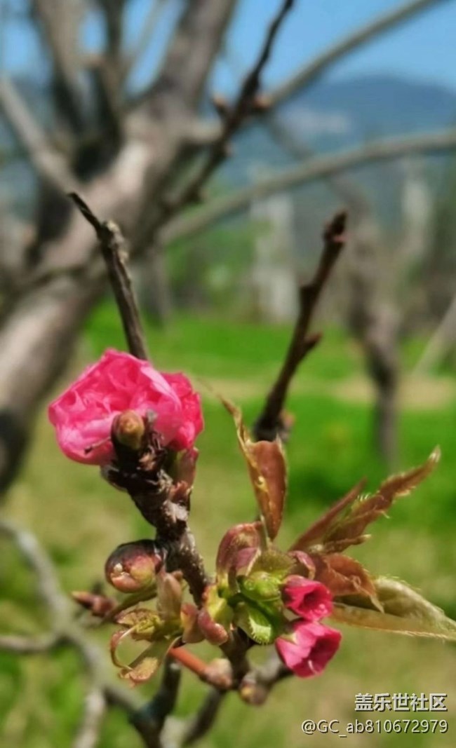 【徒步所见】满园春色