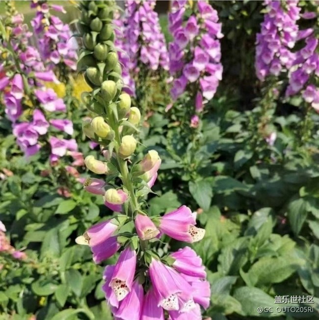 【徒步所见】花的世界