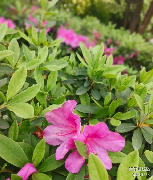 【徒步所见】赏春花