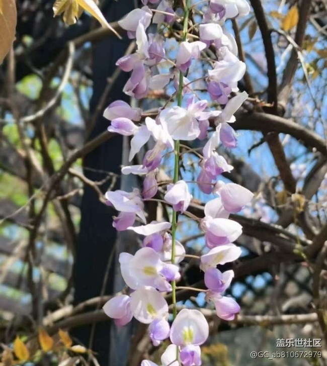 【徒步所见】满园春色