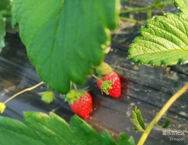 【徒步所见】草莓季