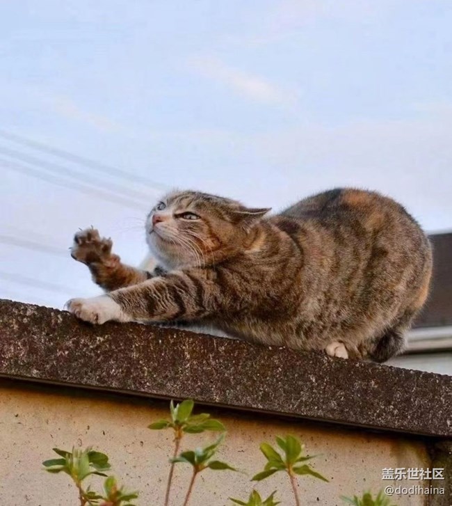 【徒步所见】慵懒的猫