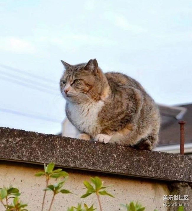 【徒步所见】慵懒的猫