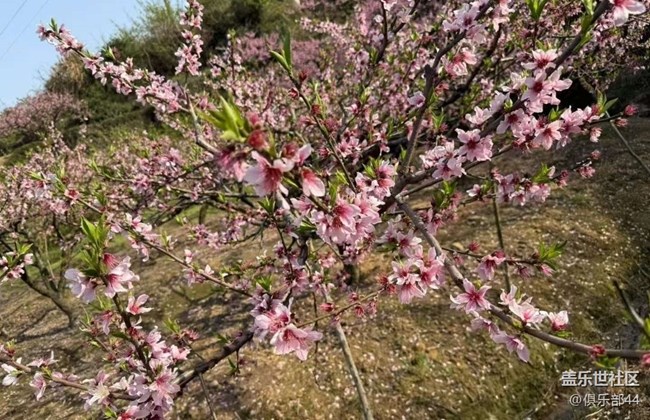 【徒步所见】桃花坞