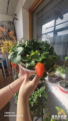 【简拍】家有草莓