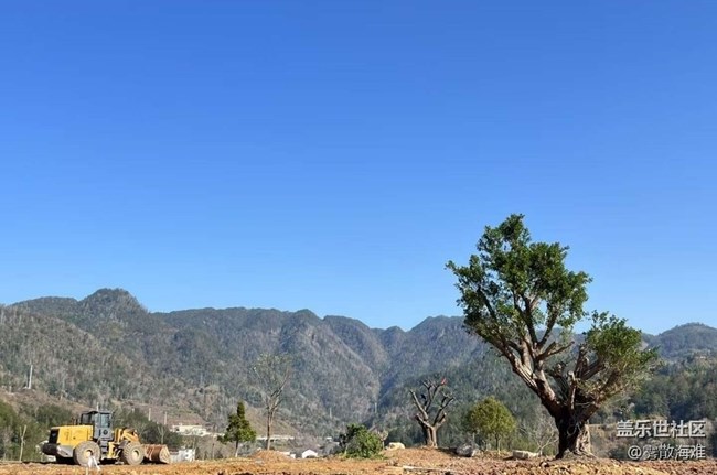 【徒步所见】植树