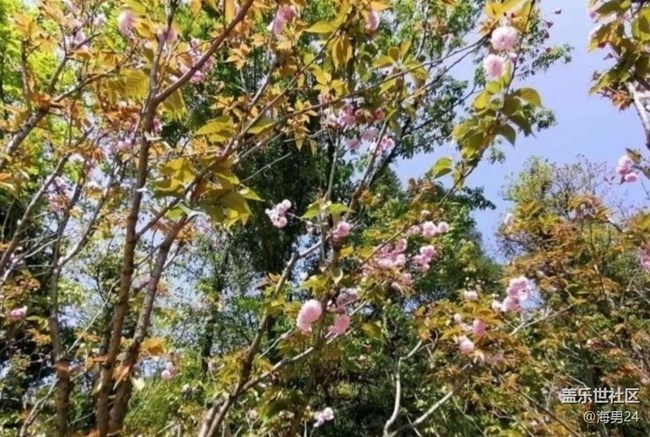 【徒步所见】春光灿烂