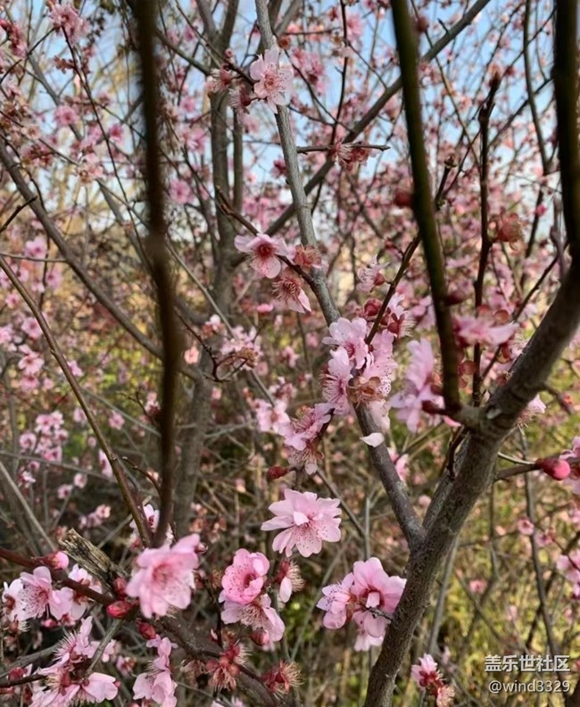 【徒步所见】周末爬山赏花