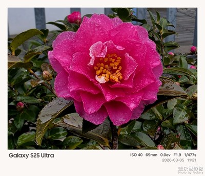 【简拍】+雨中花朵